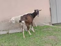 Nőstény kecske, Alpine goat — 1. fotó