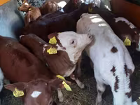 公牛, Cattle — 照片 2