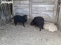Juh, Baerchuke sheep — 1. fotó