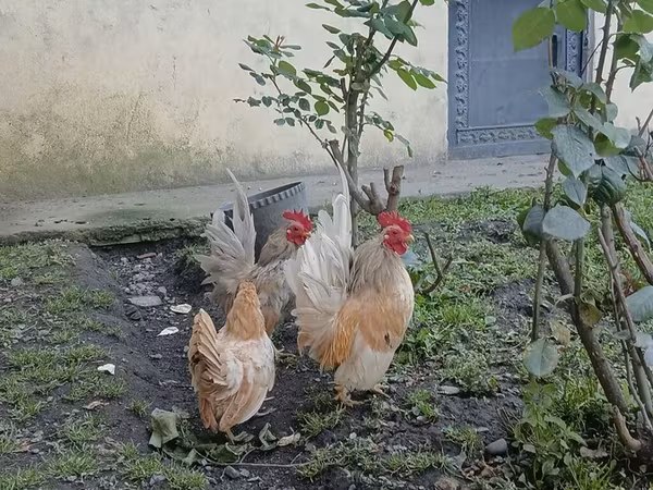沙拉玛