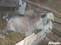 公山羊, Goats — 照片 3