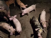 Boar, Pigs — photo 7