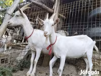 Nőstény kecske, Saanen goat — 8. fotó