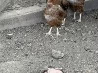 Chickens — Foto 3