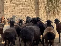 Bélier, Moutons — photo 4