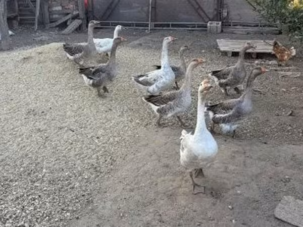 Geese — Magyarország