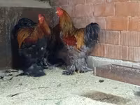 Brahma — Foto 1