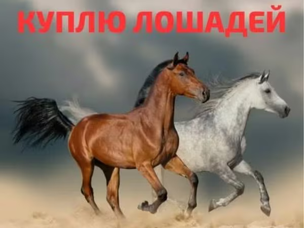 Klisna, Koně