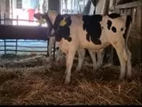 公牛, Russian Black pied cattle — 照片 2