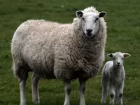 Kos, Suffolk sheep — 5. fotó