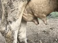 Vaca, Raça Holstein — foto 4
