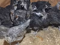 Australorp — foto 7