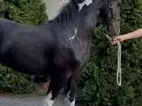 Hing, Dutch warmblood horse — 5. fotó