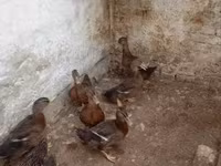 Ducks — zdjęcie 2