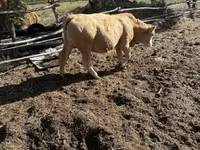 Cow, Simmental cattle — photo 1