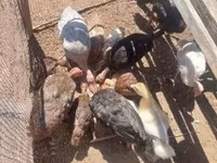 Turkeys — 照片 1