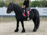 At, Fell pony — foto 8