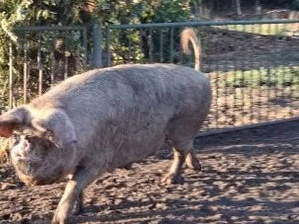 Süldőanya, Sertések — Magyarország
