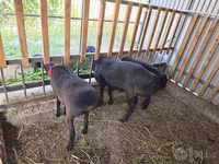 Beran, Hissar sheep — foto 6