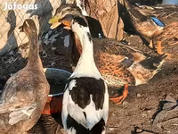 Ducks — 1. fotó
