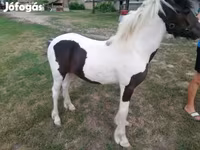 Hing, Hucul pony — 2. fotó