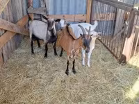Bak, Boer goat — 2. fotó