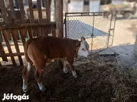 Toro, Simmental cattle — foto 4