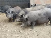 Schweine (Partie, Geschlecht nicht angegeben), Schweine — Foto 2