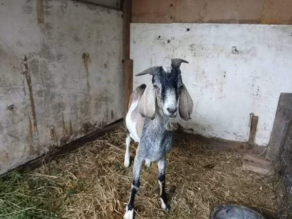 Kozel, Nubian Goat — Maďarsko