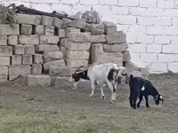 Cabra, Cabras — foto 3