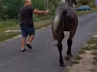 Caballo, Lipizzaner — foto 5