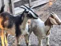 公山羊, Goats — 照片 1