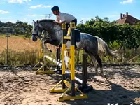 Cheval, Chevaux — photo 2