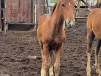 فرس, Thoroughbred horse — الصورة 3