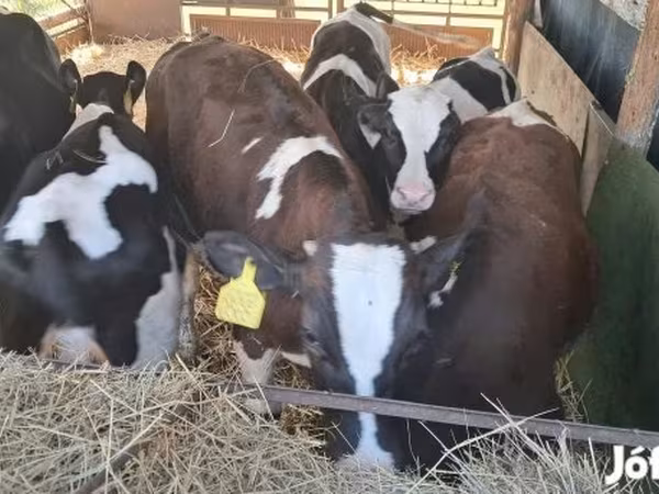 ثور, Simmental cattle