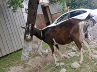 Nőstény kecske, Alpine goat — 2. fotó