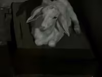 Chèvre, Saanen goat — photo 5