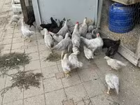 Chickens — Foto 1