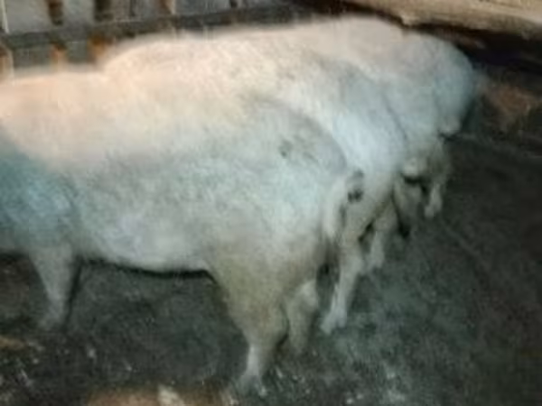 Boar,  — Hungary