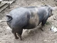 Süldőanya, Дюрок — 1. fotó