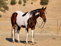 公马, National Show Horse — 照片 6