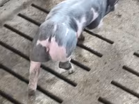 Boar, Pigs — photo 4