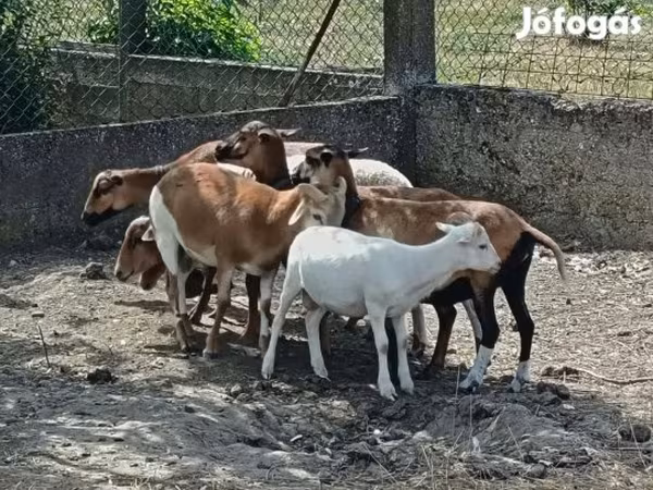 Juh, Cameroon sheep