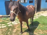 母马, Horses — 照片 1