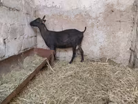 Goat, Murcia-Granada goats — photo 6