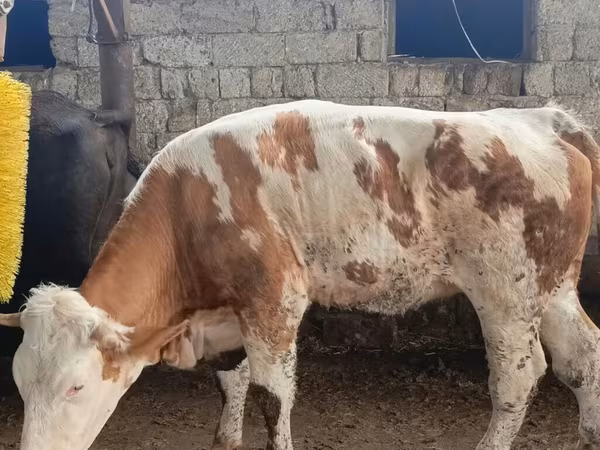 Tehén, Simmental cattle