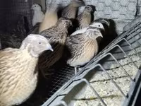 Quails — foto 4
