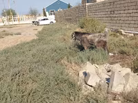 تيس, Damask goat — الصورة 2