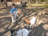تيس, Dutch Landrace goats — الصورة 2
