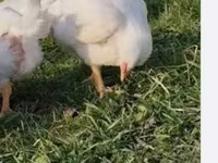 Chickens — Foto 2